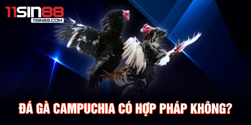 Đá gà Campuchia: Bối cảnh và Lịch sử sân chơi hấp dẫn 1 Đá gà Campuchia có hợp pháp không?