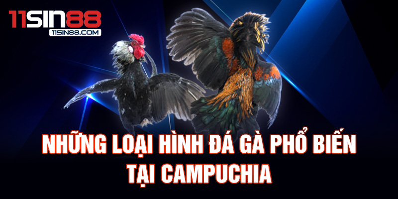 Đá gà Campuchia: Bối cảnh và Lịch sử sân chơi hấp dẫn 2 Những loại hình đá gà phổ biến tại Campuchia.