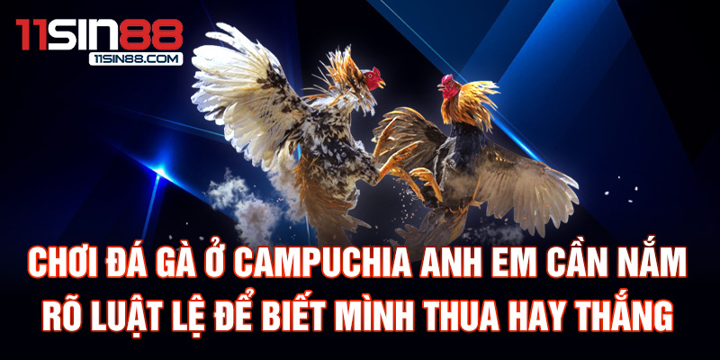 Đá gà Campuchia: Bối cảnh và Lịch sử sân chơi hấp dẫn 3 Chơi đá gà Campuchia anh em cần nắm rõ luật lệ để biết mình thua hay thắng.