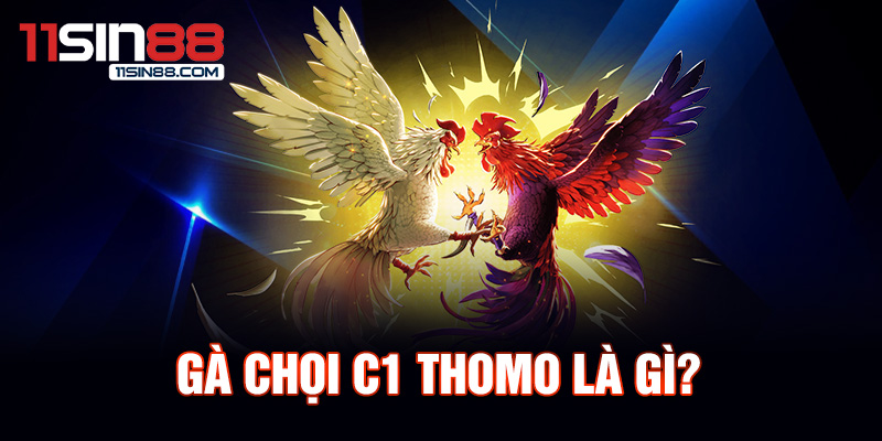 Gà chọi C1 Thomo: Nét đẹp và sức mạnh 1 Gà chọi C1 Thomo là gì?