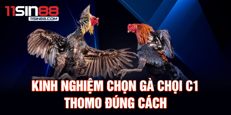 Gà chọi C1 Thomo: Nét đẹp và sức mạnh 2 Kinh nghiệm chọn gà chọi C1 Thomo đúng cách.