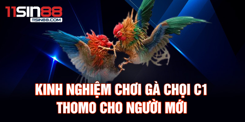 Gà chọi C1 Thomo: Nét đẹp và sức mạnh 3 kinh nghiệm chơi gà chọi C1 Thomo cho người mới.