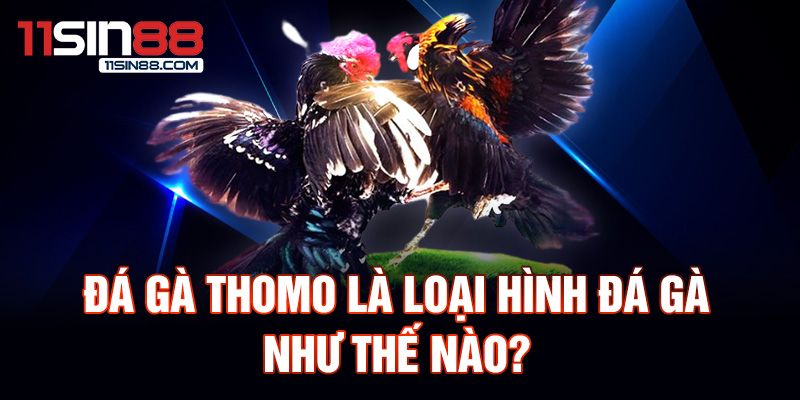 Đá Gà Thomo: Giới Thiệu Về Trận Đấu Gà Chọi Nổi Tiếng 1 Đá gà Thomo là loại hình đá gà như thế nào?