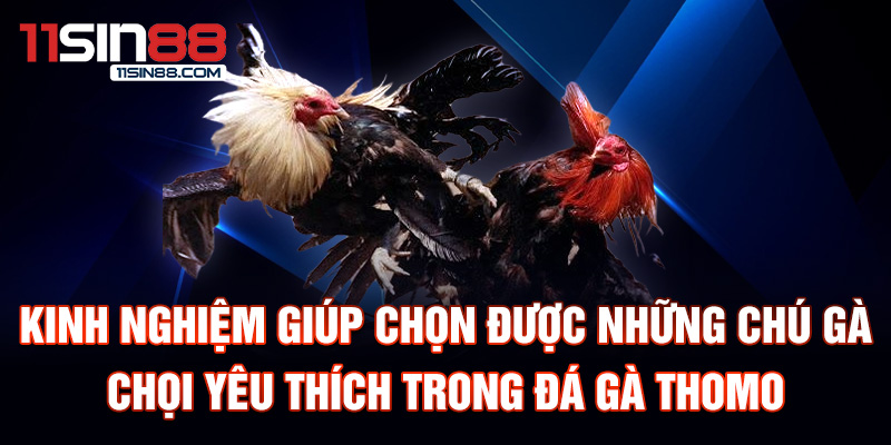 Đá Gà Thomo: Giới Thiệu Về Trận Đấu Gà Chọi Nổi Tiếng 3 Kinh nghiệm giúp chọn được những chú gà chọi yêu thích trong đá gà Thomo.